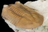 Asaphus Platyurus Trilobite - Russia #125673-4